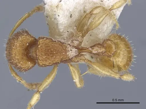 Tetramorium infraspinosum specimen