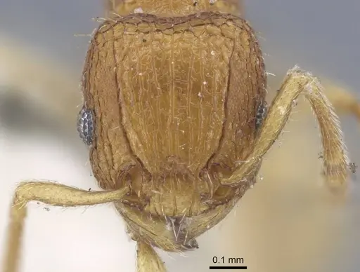 Tetramorium infraspinosum specimen