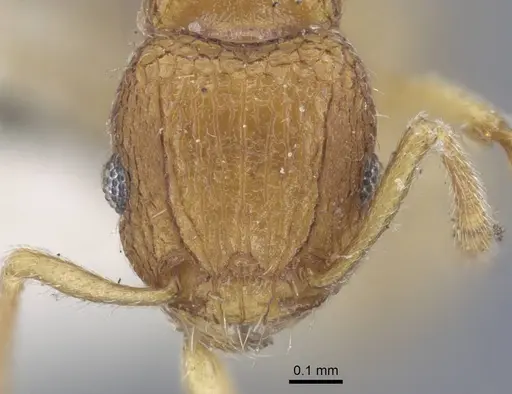 Tetramorium infraspinosum specimen