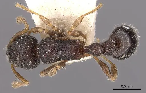 Tetramorium infraspinum specimen