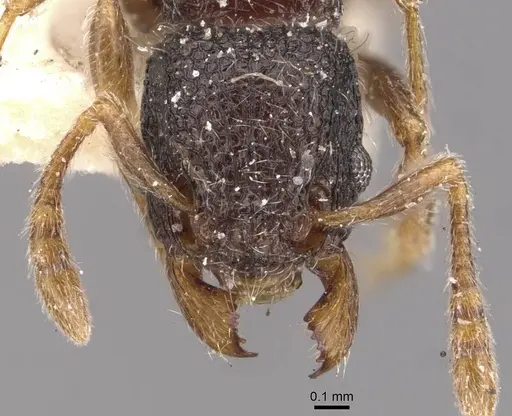 Tetramorium infraspinum specimen