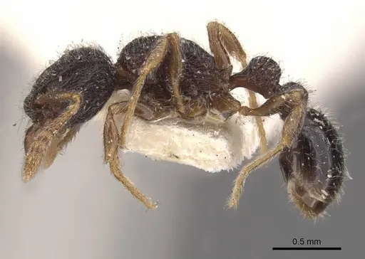 Tetramorium infraspinum specimen