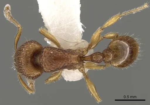 Tetramorium inglebyi specimen