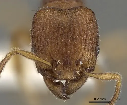 Tetramorium inglebyi specimen