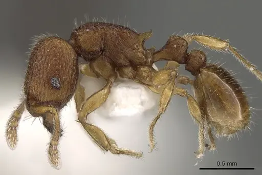 Tetramorium inglebyi specimen