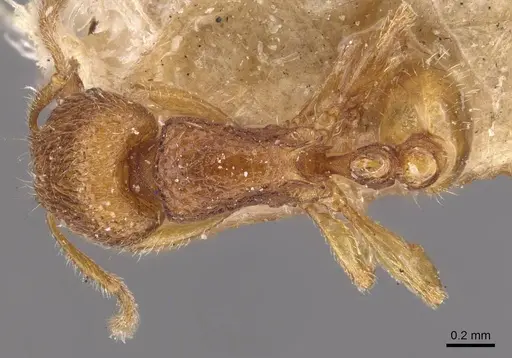 Tetramorium inglebyi - CASENT0909169