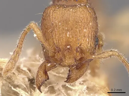 Tetramorium inglebyi - CASENT0909169