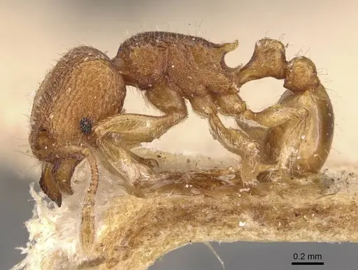 Tetramorium inglebyi - CASENT0909169