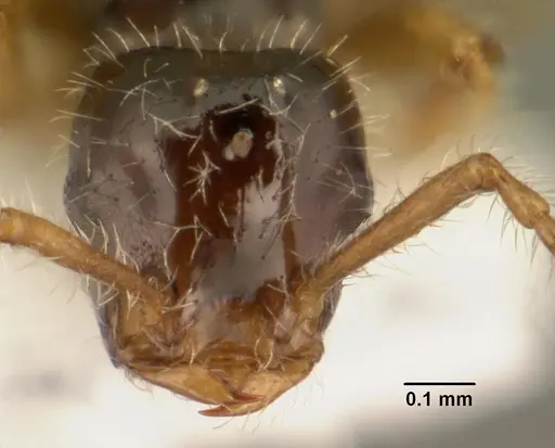 Tetramorium inquilinum specimen