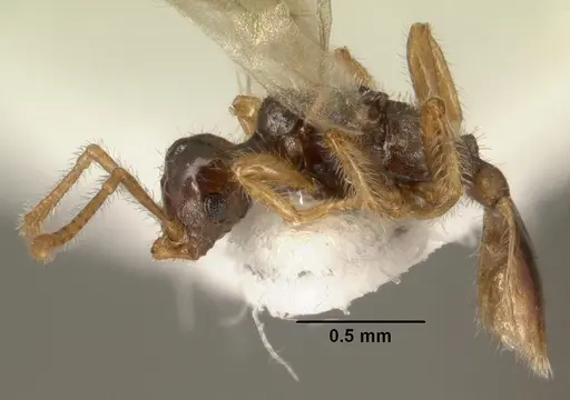 Tetramorium inquilinum specimen