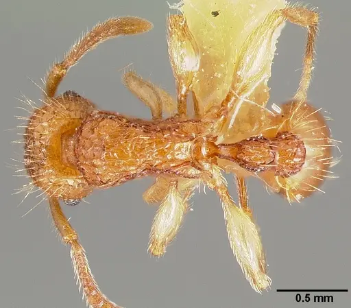 Tetramorium insolens specimen