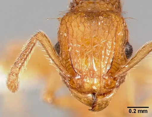 Tetramorium insolens specimen