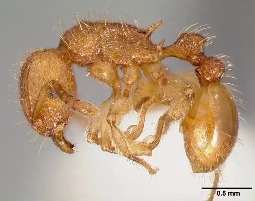 Tetramorium insolens specimen