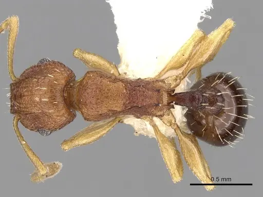 Tetramorium intextum specimen