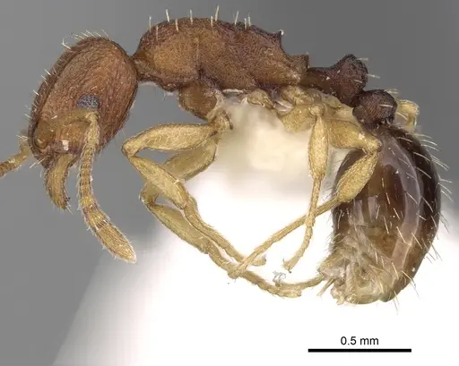 Tetramorium intextum specimen