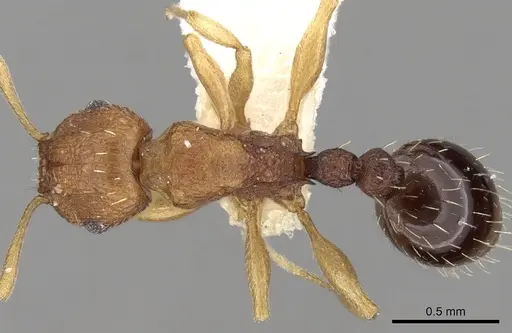 Tetramorium intextum - CASENT0280918