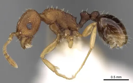 Tetramorium intextum - CASENT0280918
