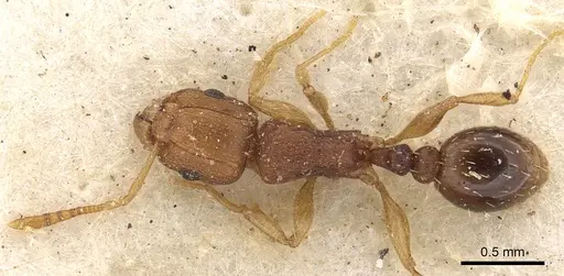 Tetramorium intextum - CASENT0901218