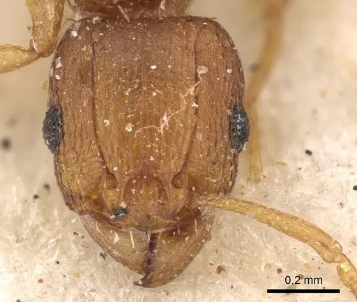 Tetramorium intextum - CASENT0901218