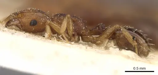 Tetramorium intextum - CASENT0901218