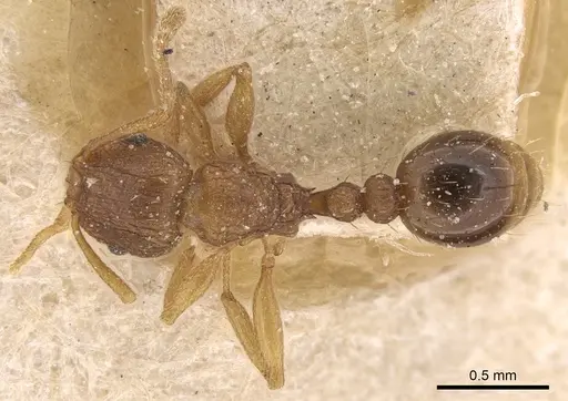 Tetramorium intextum - CASENT0906136