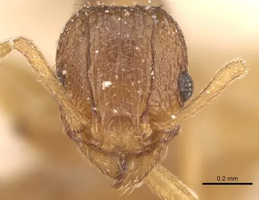 Tetramorium intextum - CASENT0906136