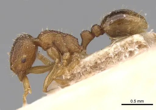 Tetramorium intextum - CASENT0906136