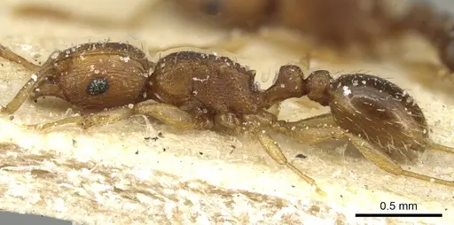 Tetramorium intextum - CASENT0915003