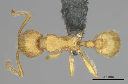 Tetramorium intonsum specimen