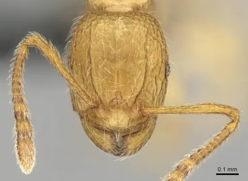Tetramorium intonsum specimen