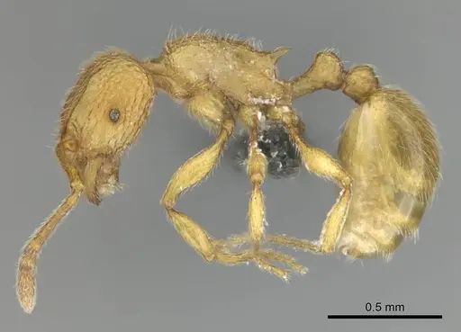 Tetramorium intonsum - CASENT0250282