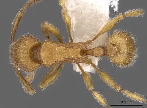 Tetramorium intonsum - CASENT0901168