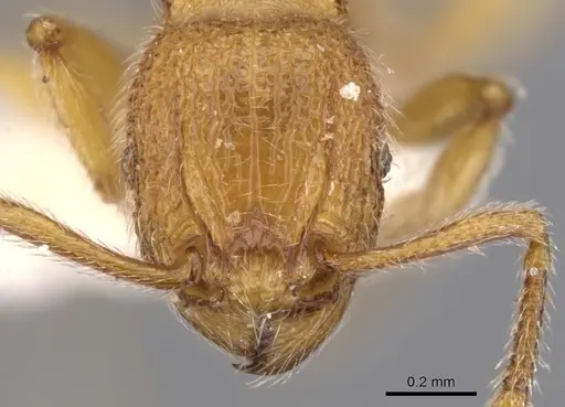 Tetramorium intonsum - CASENT0901168