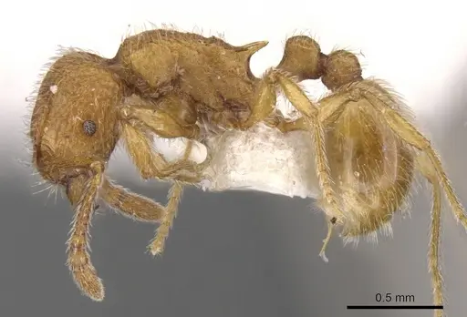 Tetramorium intonsum - CASENT0901168