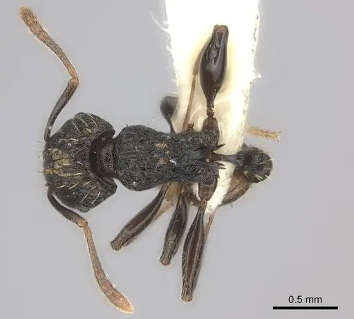 Tetramorium invictum specimen