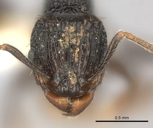 Tetramorium invictum specimen