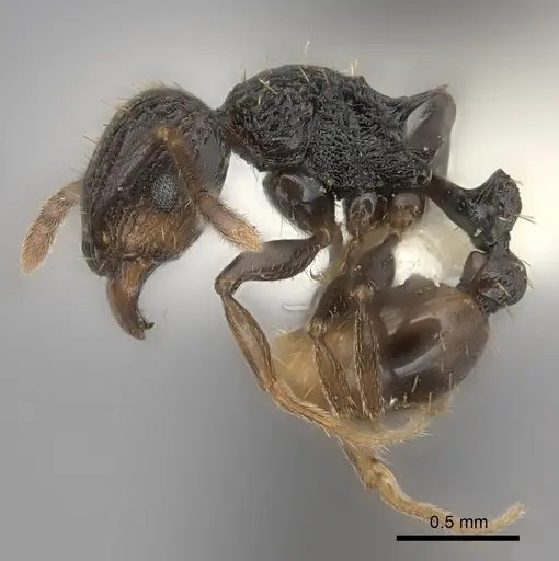 Tetramorium invictum specimen