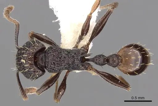 Tetramorium invictum - CASENT0901200