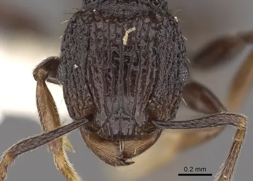 Tetramorium invictum - CASENT0901200