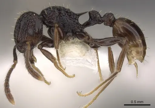 Tetramorium invictum - CASENT0901200