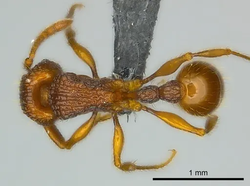 Tetramorium isectum specimen