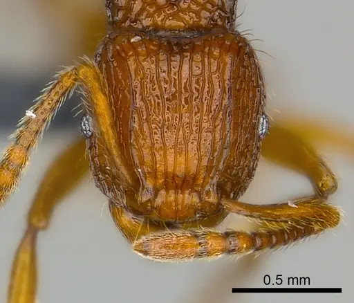 Tetramorium isectum specimen
