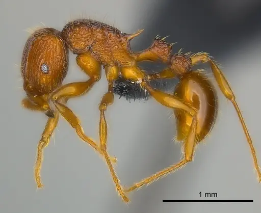 Tetramorium isectum specimen