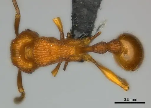 Tetramorium isectum - CASENT0163326
