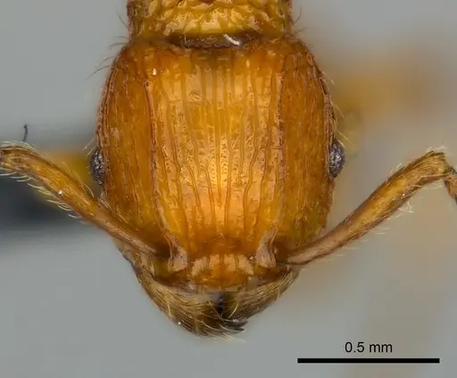 Tetramorium isectum - CASENT0163326