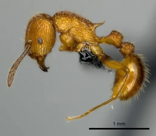 Tetramorium isectum - CASENT0163326