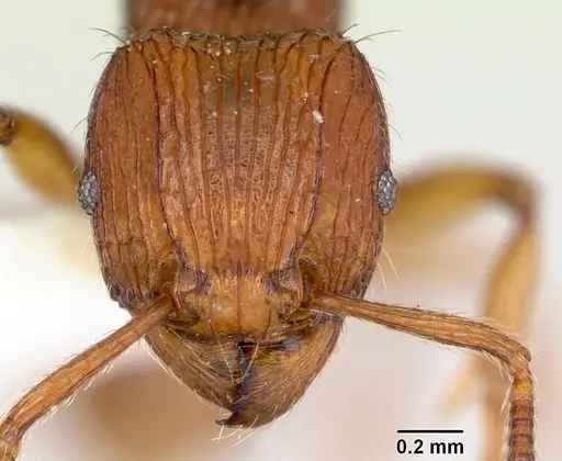 Tetramorium isectum - CASENT0172829