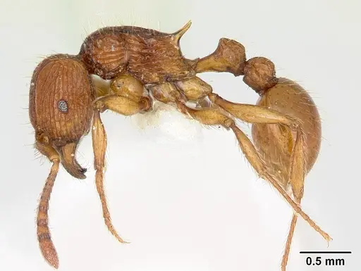 Tetramorium isectum - CASENT0172829