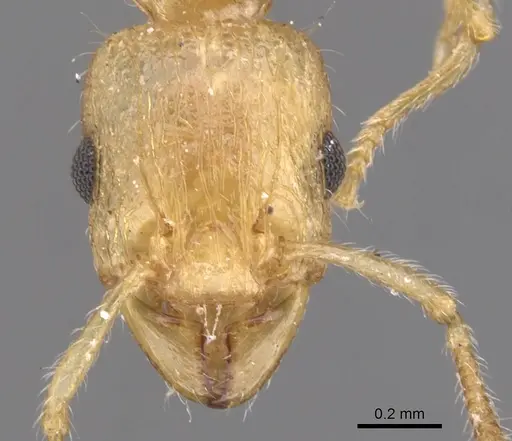 Tetramorium isipingense specimen