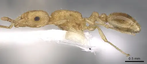 Tetramorium isipingense specimen